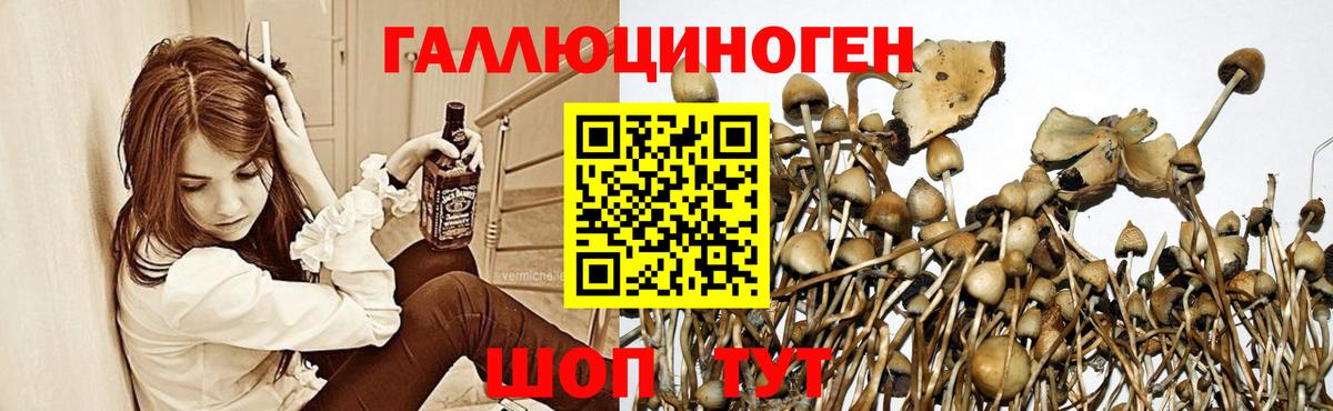 Галлюциногенные грибы Psilocybe Крымск